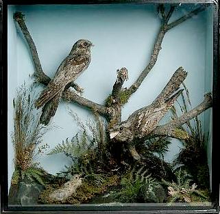 gunnnightjars[2].JPG